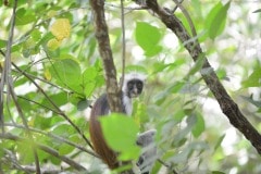 Red Colobus Monkey || Jozani Chwaka Bay National Park, Zanzibar