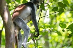 Red Colobus Monkey || Jozani Chwaka Bay National Park, Zanzibar