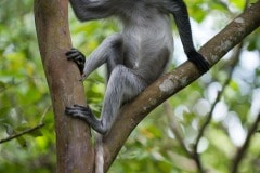 Red Colobus Monkey || Jozani Chwaka Bay National Park, Zanzibar