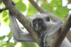 Red Colobus Monkey || Jozani Chwaka Bay National Park, Zanzibar