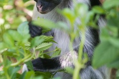 Red Colobus Monkey || Jozani Chwaka Bay National Park, Zanzibar