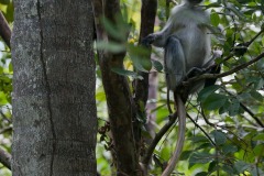 Red Colobus Monkey || Jozani Chwaka Bay National Park, Zanzibar