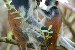 Red Colobus Monkey Mother Nursing || Jozani Chwaka Bay National Park, Zanzibar