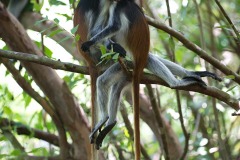 Red Colobus Monkey Mother Nursing || Jozani Chwaka Bay National Park, Zanzibar