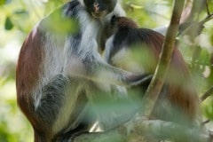 Red Colobus Monkey Mother and Child || Jozani Chwaka Bay National Park, Zanzibar
