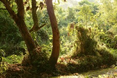 Trail in Mgahinga Gorilla National Park || Uganda