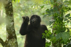 Young Nkuringo Gorilla || Bwindi Impenetrable National Park, Uganda