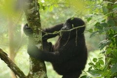 Young Nkuringo Gorilla || Bwindi Impenetrable National Park, Uganda