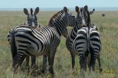 Zebras || Serengeti National Park, Tanzania