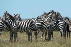 Zebras || Serengeti National Park, Tanzania