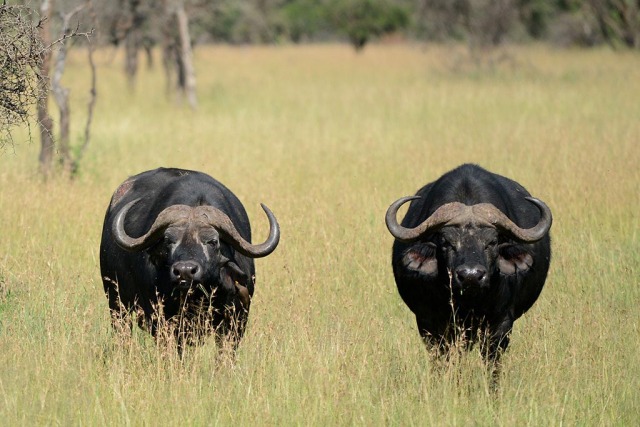 African Buffalo