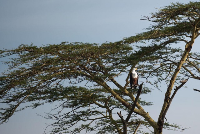 African Fish Eagle