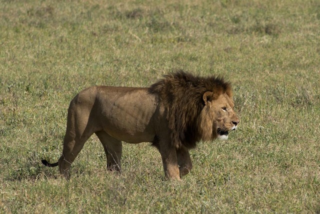 African Lion