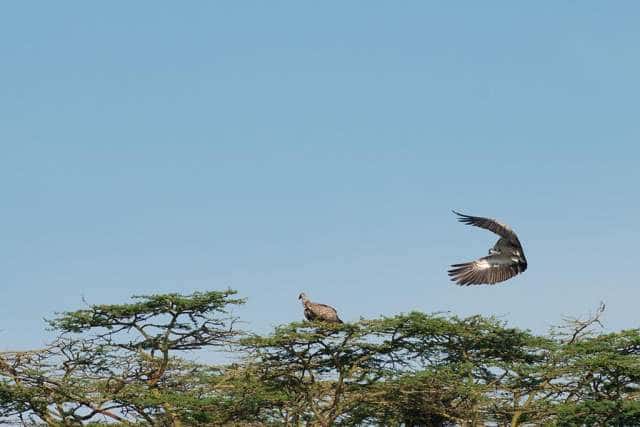 African White-Backed Vulture