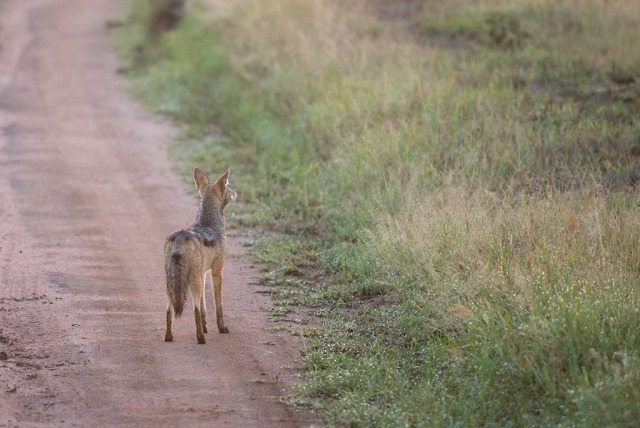 Black-backed Jackal