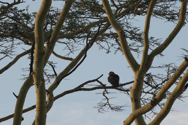 Brown Snake-Eagle