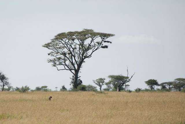 Cheetah