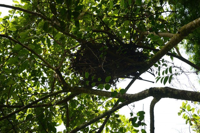 Chimpanzee Nest