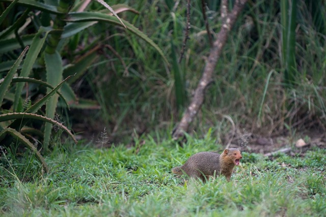Dwarf mongoose
