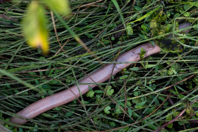 Earthworm