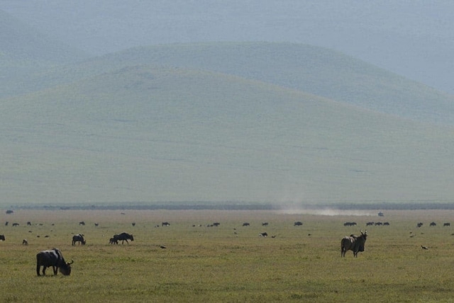 Eland