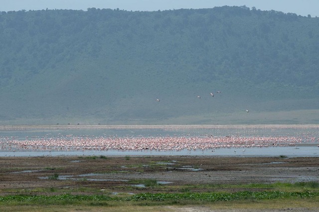 Flamingo