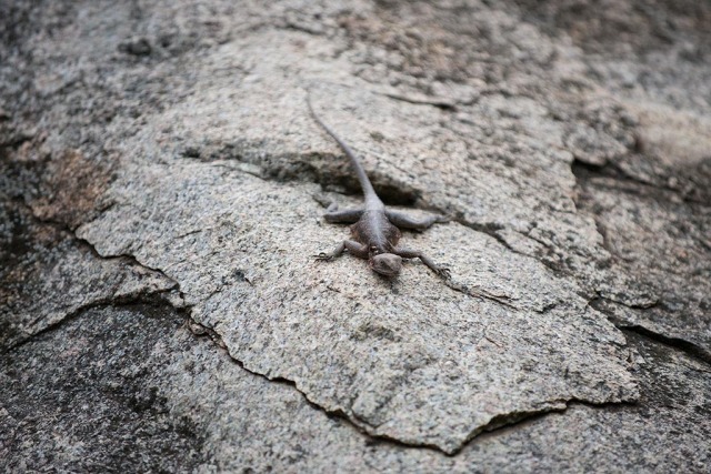 Gecko