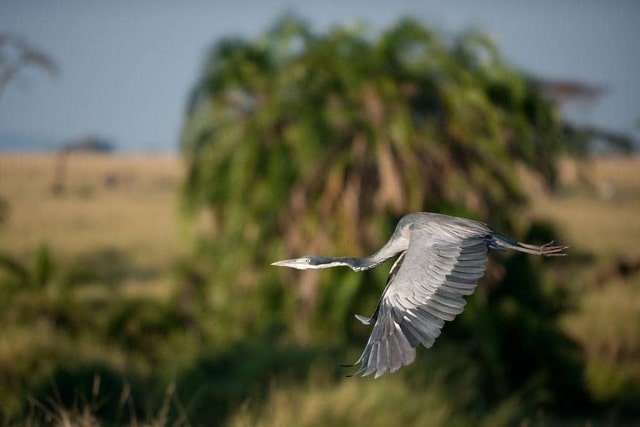 Grey Heron