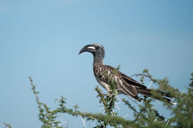 Grey Hornbill