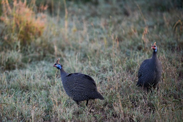 Guineafowl