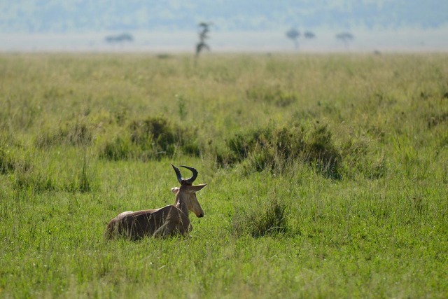 Hartebeest