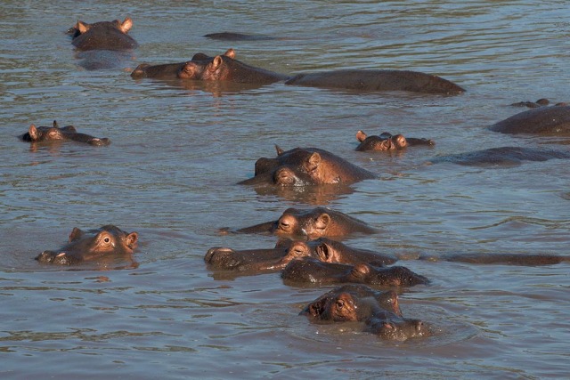 Hippopotamus