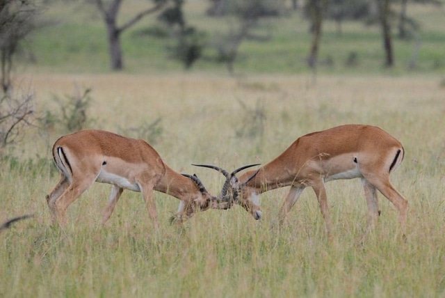 Impala