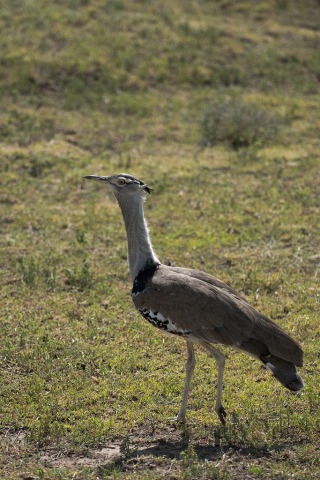 Kori Bustard