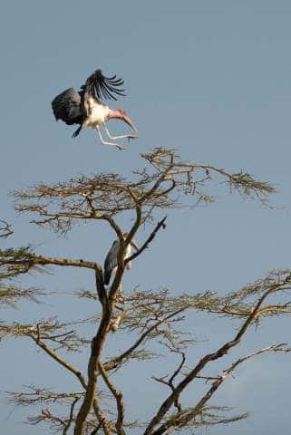 Marabou Stork