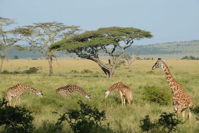 Masai Giraffe