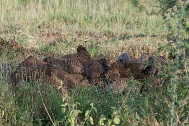 Mongoose