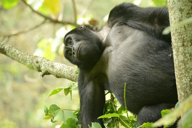 Mountain gorilla