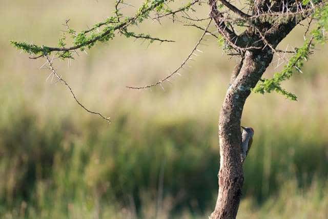 Nubian Woodpecker
