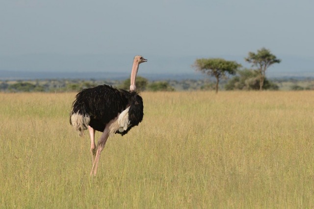 Ostrich