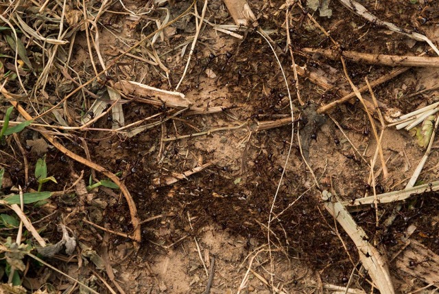 Red Ants
