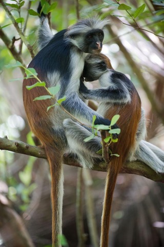 Red Colobus Monkey