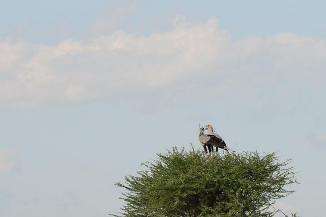 Secretary Bird