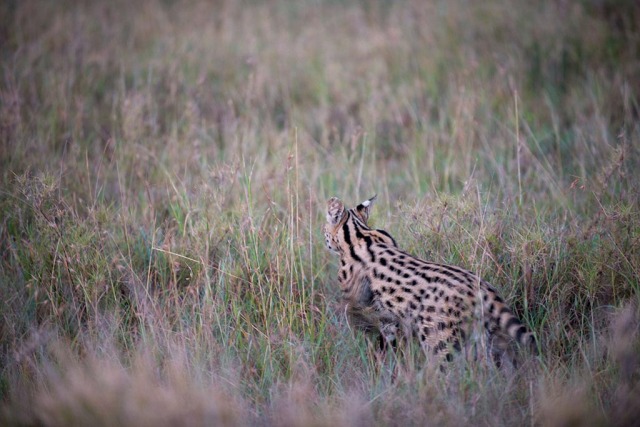 Serval