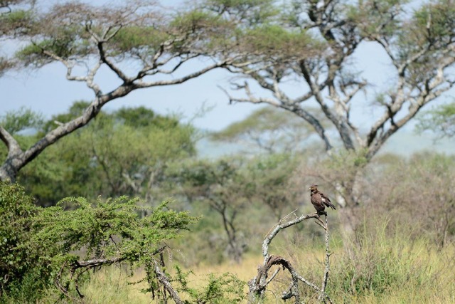 Tawny Eagle