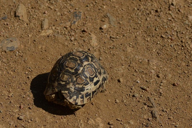Turtle