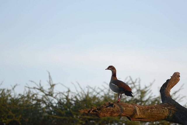 Unidentified Bird in East Africa