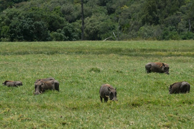 Warthog