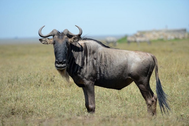 Wildebeest