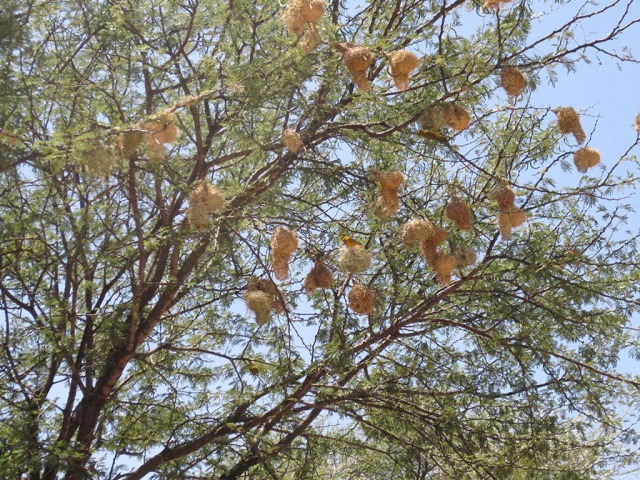 Yellow weaver